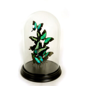 Glazen stolp met mix van groene opgezette vlinders