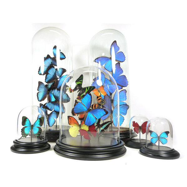 Glass dome with mounted butterfly - Morpho didius