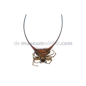Macracantha arcuata - curved spiny spider
