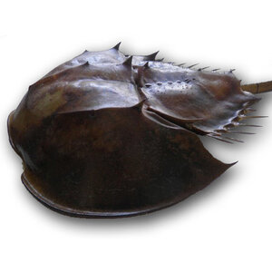 Horseshoe crab L