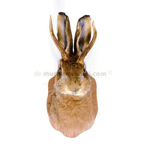 Mounted jackalope (fantasy)