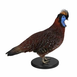 Präparierte Tragopan