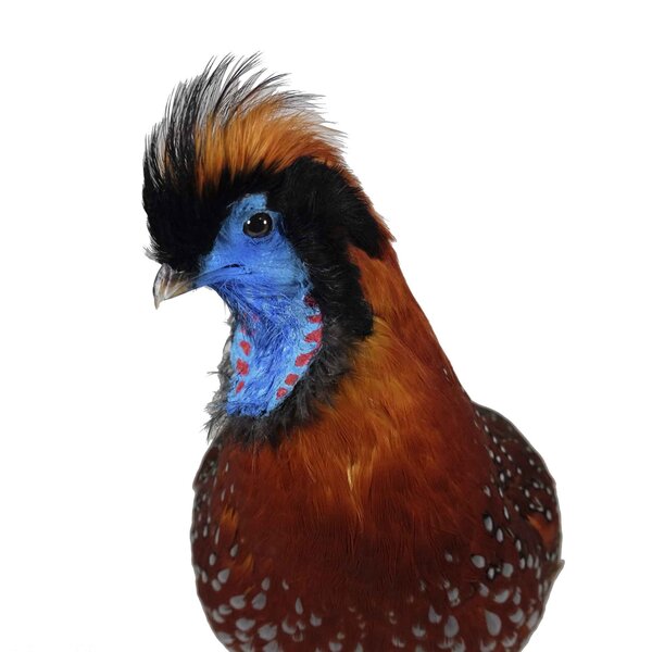 Präparierte Tragopan