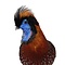 Mounted Tragopan Pheasant