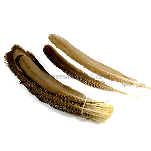 Peacock wing feather (per 10 ) 35-45 cm