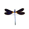 Vestalis luctuosa - Dragonfly