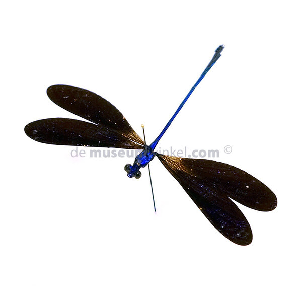 Vestalis luctuosa - Libelle