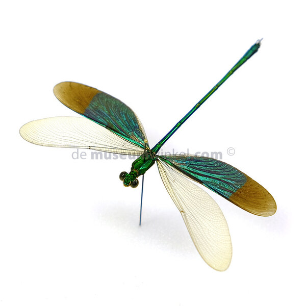 Neurobasis chinensis florida