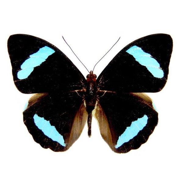 Nessaea hewitsonii - upperside