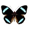 Nessaea hewitsonii - upperside