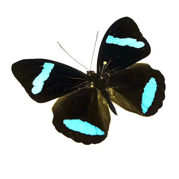 Nessaea hewitsonii - upperside