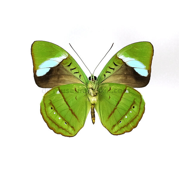 Nessaea hewitsonii - onderkant