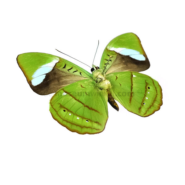 Nessaea hewitsonii - Unterseite