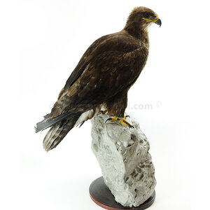 Mounted steppe eagle