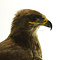 Mounted steppe eagle