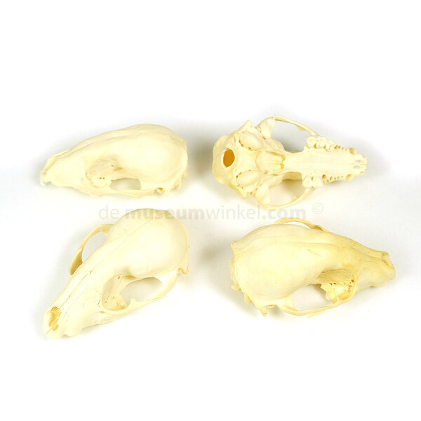 Schedel roofdier mix, incompleet (per 4)