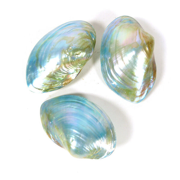 Bivalvia shell (blue)