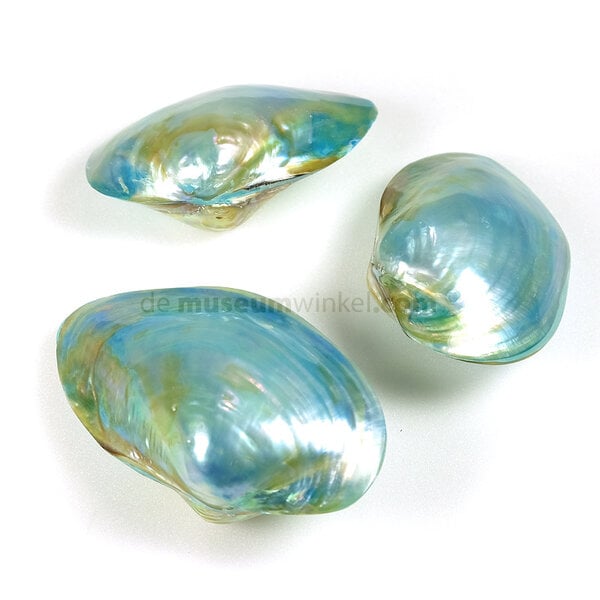 Bivalvia schelp (blauw)