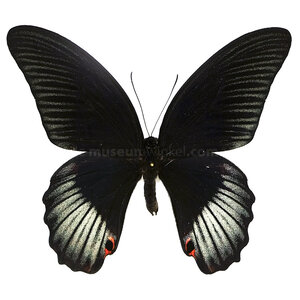 Papilio rumanzovia eubalia - kopfseite