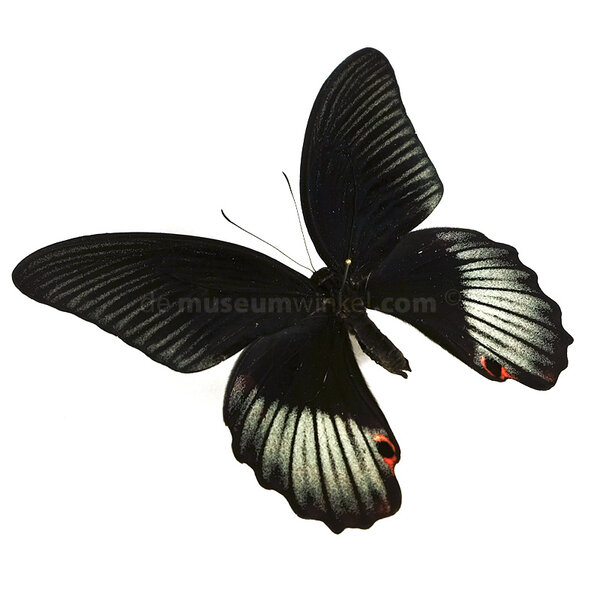 Papilio rumanzovia eubalia - kopfseite