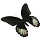 Papilio rumanzovia eubalia - kopfseite