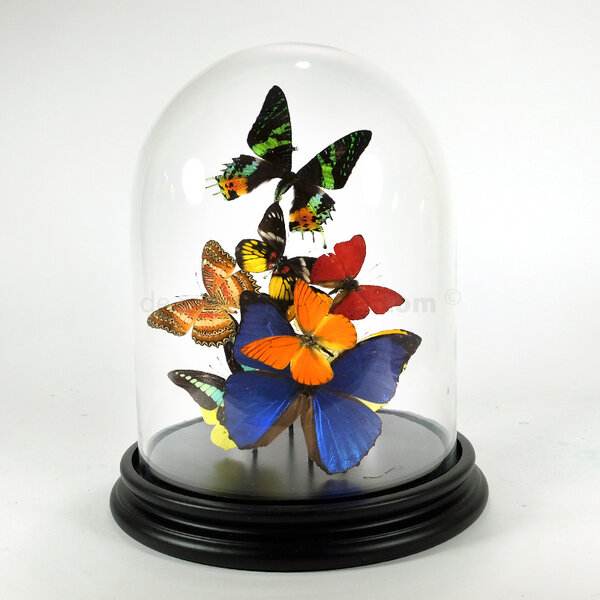 Glass dome with a variety of mounted butterflies - multicolour
