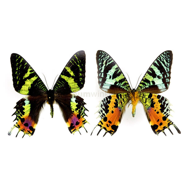 Glasglocke mit Präparierte Schmetterlinge - Urania ripheus (A)