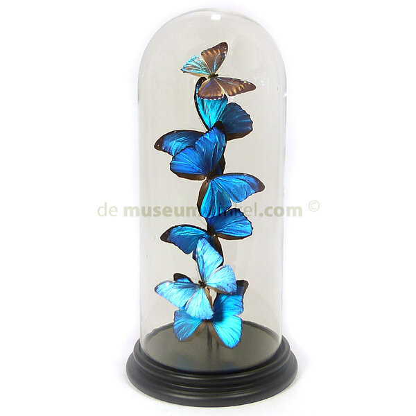 Glasglocke mit einer Vielzahl von Präparierte Schmetterlinge - Morpho