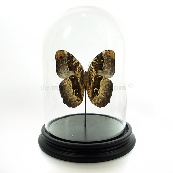 De museumwinkel.com Glass dome with mounted butterfly - Caligo sp. - owl butterfly