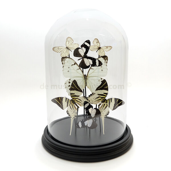 Stolp met mix van witte opgezette vlinders