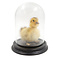 Mounted yellow duck in glass dome