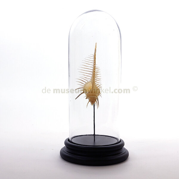 Murex pecten (S) glaskuppel