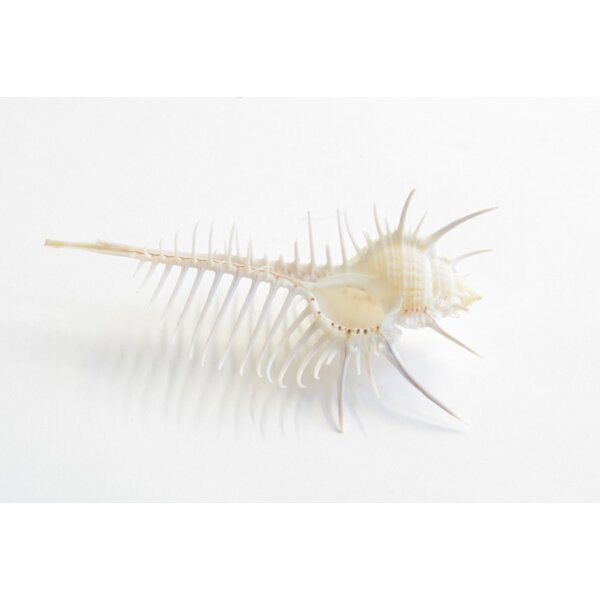 Murex pecten (S) in glass dome