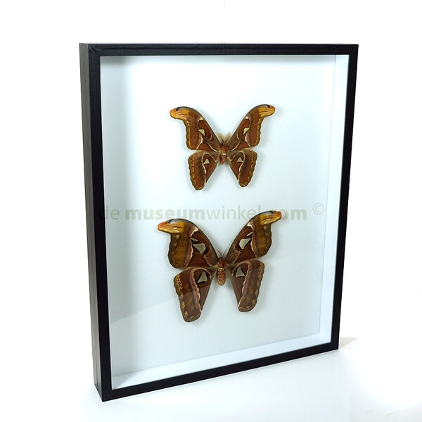 Attacus atlas im insektendose