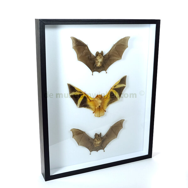 Fledermäuse im Insektenschachtel