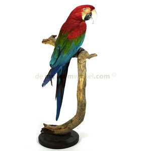 Mounted red-and-green macaw