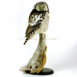 Mounted Northern hawk-owl A