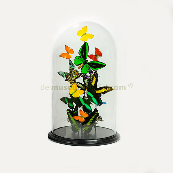 Glocke mit tropischen Schmetterlingen (L)