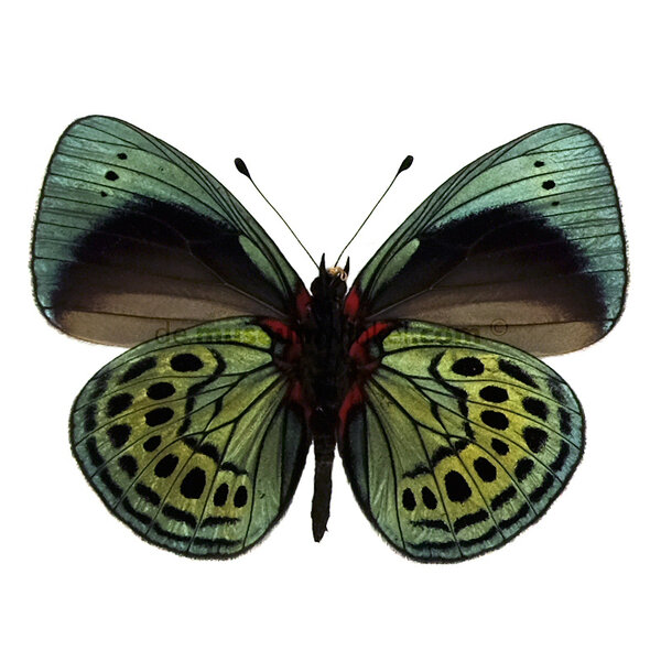 Callithea leprieuri (unterseite)