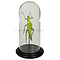 Heteropteryx dilatata in a glass dome