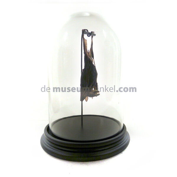 Glass dome with mounted fruit bat
