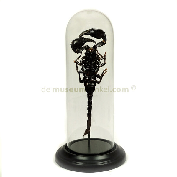 Glass dome with scorpion
