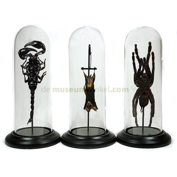 Glass dome with scorpion