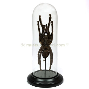 Glass dome with mounted spider (minax)