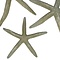 Gray starfish