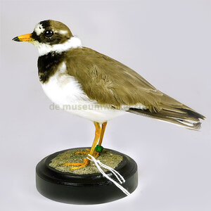 Mounted common ringed plover