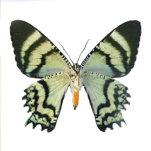 Alcides agathyrsus dried/papered