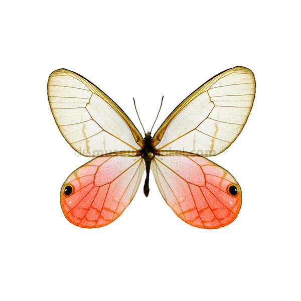 Cithaerias merolina ongeprepareerd