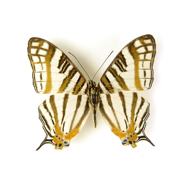 Cyrestis camillus ongeprepareerd