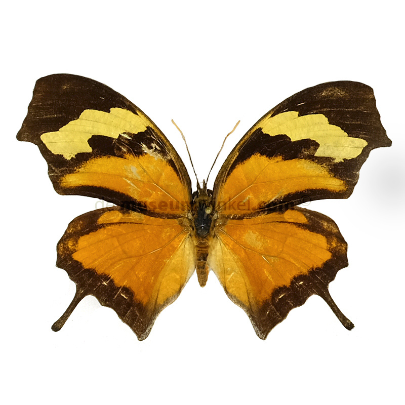 Consul Fabius Beautiful butterfly framed - Consul fabius - DeMuseumwinkel.com